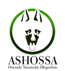 Ashossa - Hodowla owczarków